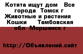 Котята ищут дом - Все города, Томск г. Животные и растения » Кошки   . Тамбовская обл.,Моршанск г.